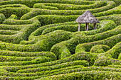 Labyrinth in Glendurgan Garden, Falmouth, Cornwall, England