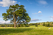 Pasture landscape near Broadway, Cotswolds, Gloucestershire, England