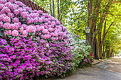 Rhododendrons on the fountain avenue in the spa gardens of Bad Homburg vor der Höhe, Taunus, Hesse, Germany