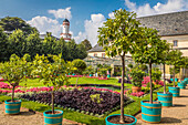 Garten der Orangerie, im Hintergrund Landgrafenschloss mit weißem Turm in Bad Homburg vor der Höhe, Taunus, Hessen, Deutschland