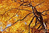 Herbstliche Buchenwälder im Naturpark Rheingau-Taunus bei Engenhahn, Niedernhausen, Hessen, Deutschland