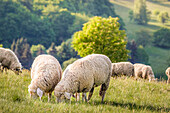 Herd of sheep in the Rheingau-Taunus Nature Park, Niedernhausen, Hesse, Germany