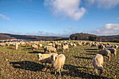 Herd of sheep in winter in the Rheingau-Taunus Nature Park, Niedernhausen, Hesse, Germany