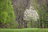 Spring trees in the Rheingau-Taunus Nature Park, Niedernhausen, Hesse, Germany