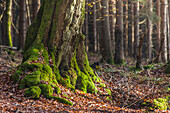 Moss on a beech trunk in the Rheingau-Taunus Nature Park near Engenhahn, Niedernhausen, Hesse, Germany
