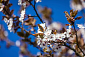 Kirschblüten in den Streuobstwiesen bei Engenhahn, Niedernhausen, Hessen, Deutschland