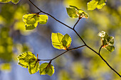 Fresh beech leaves in spring near Engenhahn in the Taunus, Niedernhausen, Hesse, Germany