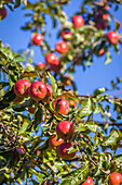 Ripe apples in the meadow orchards near Engenhahn, Niedernhausen, Hesse, Germany