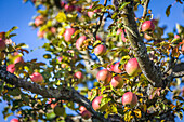 Reife Äpfel in den Streuobstwiesen bei Engenhahn, Niedernhausen, Hessen, Deutschland