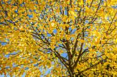 Linden tree in autumn near Engenhahn im Taunus, Niedernhausen, Hesse, Germany