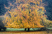 Old beech trees in the Rheingau-Taunus Nature Park above Engenhahn, Niedernhausen, Hesse, Germany