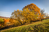 Autumn trees in the Rheingau-Taunus Nature Park above Engenhahn, Niedernhausen, Hesse, Germany