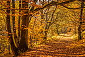 Waldweg im Herbst im Naturpark Rheingau Taunus bei Engenhahn, Niedernhausen, Hessen, Deutschland
