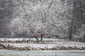 Hoar frost in the Theistal near Niedernhausen, Niedernhausen, Hesse, Germany