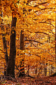 Herbstlicher Buchenwald im Naturpark Rheingau-Taunus bei Engenhahn, Niedernhausen, Hessen, Deutschland