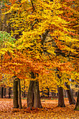 Autumn beech forests in the Rheingau-Taunus Nature Park near Engenhahn, Niedernhausen, Hesse, Germany