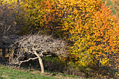 Autumnal meadow orchards near Engenhahn in the Taunus, Niedernhausen, Hesse, Germany