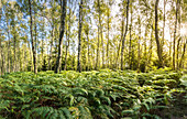 Birch forest with green ferns, Niedernhausen, Hesse, Germany