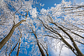 Verschneiter Winterwald im Naturpark Rheingau-Taunus bei Engenhahn, Niedernhausen, Hessen, Deutschland