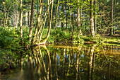 Schwarzbach Weiher nature reserve near Taunusstein, Hesse, Germany