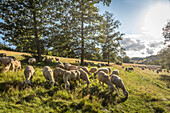 Herd of sheep in the Rheingau-Taunus Nature Park near Engenhahn, Niedernhausen, Hesse, Germany