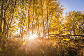 Autumn poplar grove in the Rheingau-Taunus Nature Park near Engenhahn, Niedernhausen, Hesse, Germany
