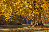 Mächtige Linde im Neropark im Herbst, Wiesbaden, Hessen, Deutschland