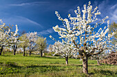 Üppig blühende Kirschbäume bei Frauenstein, Wiesbaden, Hessen, Deutschland