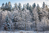 Trees covered with hoarfrost below the Kahler Asten near Winterberg, Sauerland, North Rhine-Westphalia, Germany