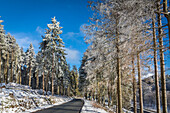 Winterlicher Nadelwald an der Strasse zum Kahlen Asten bei Winterberg, Sauerland, Nordrhein-Westfalen, Deutschland