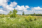 Spring on the summit plateau of the Kahler Asten near Winterberg, Sauerland, North Rhine-Westphalia, Germany