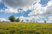 Heathland and Astenturm at Kahler Asten (841 m) near Winterberg, Sauerland, North Rhine-Westphalia, Germany