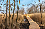 Hiking trail in the national park, Vorpommersche Boddenlandschaft, Mecklenburg-West Pomerania, Northern Germany, Germany