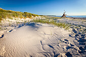 Sand dunes at Darss West Beach, Mecklenburg-West Pomerania, North Germany, Germany