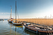 Zeesenboote im Boddenhafen von Born am Darß, Mecklenburg-Vorpommern, Norddeutschland, Deutschland