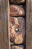 Wooden and stone steel at the pier in Zingst, Mecklenburg-Western Pomerania, Baltic Sea, North Germany, Germany