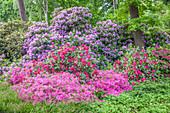 Rhododendron-Garten in Graal-Müritz, Mecklenburg-Vorpommern, Ostsee, Norddeutschland, Deutschland