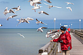 Woman feeding seagulls on the pier in Prerow, Mecklenburg-Western Pomerania, Baltic Sea, Northern Germany, Germany