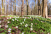 Busch-Windröschen (Anemone nemorosa) im Wald bei Sellin auf Rügen, Mecklenburg-Vorpommern, Ostsee, Norddeutschland, Deutschland