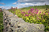 Feldsteinmauer mit Blumen an der Grenze England/Schottland, Jedburgh, Scottish Borders, Schottland, Großbritannien