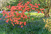 Azalea and bluebells in the park by Abbotsford House, Melrose, Scottish Borders, Scotland, UK