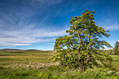 Old oak tree in the south of Stirling pastureland, Stirling, Scotland, UK