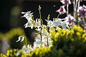 Akeleien (Aquilegia) im Rosneath Walled Garden, Helensburgh, Argyll and Bute, Schottland, Großbritannien