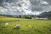 Sheep grazing by the Loch Achray Hotel, Stirling, Scotland, UK