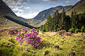 Wilde Rhododendron im Glen Etive, Highlands, Schottland, Großbritannien