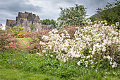 Große weiße Azalee im Garten von Ardanaiseg House, Kilchrenan, Taynuilt, Argyll and Bute, Schottland, Großbritannien