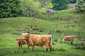 Schottische Hochlandrinder in der Nähe von Loch Awe bei Cladich, Argyll and Bute, Schottland, Großbritannien