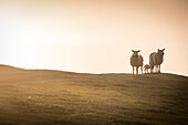 Schafe am Neist Point Cliff, Isle of Skye, Highlands, Schottland, Großbritannien