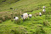 Schafe in der Talisker Bay, Isle of Skye, Highlands, Schottland, Großbritannien