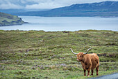 Scottish Highland Cattle near Elgol, Isle of Skye, Highlands, Scotland, UK